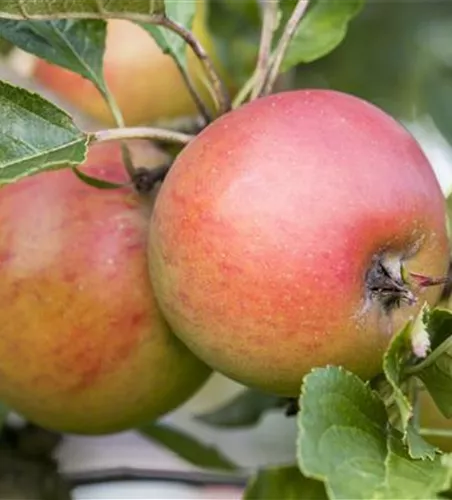 Malus 'Rote Goldparmäne' zert.