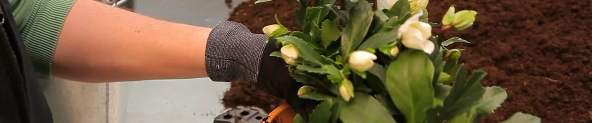 Christrose - Einpflanzen in ein Gefäß (5)