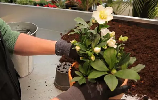 Christrose - Einpflanzen in ein Gefäß