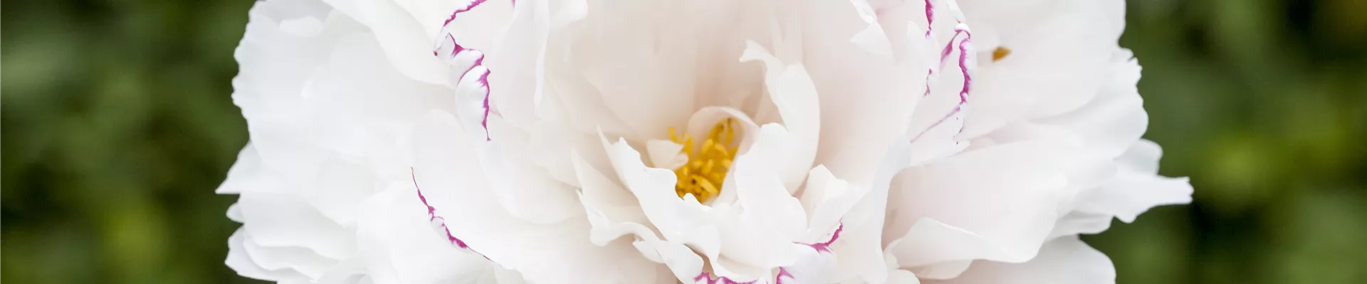 Paeonia lactiflora, weiß Paeonia lactiflora, weiß