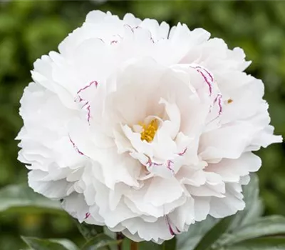 Pilzbefall bei Pfingstrosen und Christrosen vorbeugen Pilzbefall bei Pfingstrosen und Christrosen vorbeugen