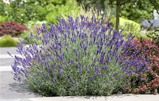 Lavendel schneiden Lavendel schneiden