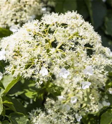 Hydrangea petiolaris Hydrangea petiolaris