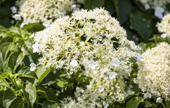 Hydrangea petiolaris Hydrangea petiolaris