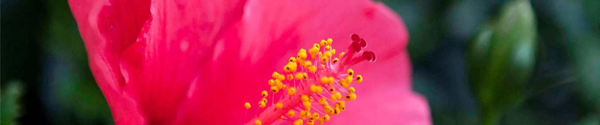 Hibiscus rosa-sinensis Hibiscus rosa-sinensis