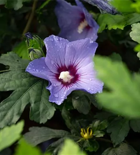 Hibiscus syriacus 'Blue Bird'