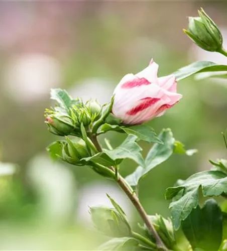 Hibiscus syriacus 'Hamabo'