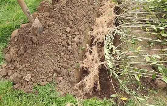 Ligusterhecke - Einpflanzen im Garten