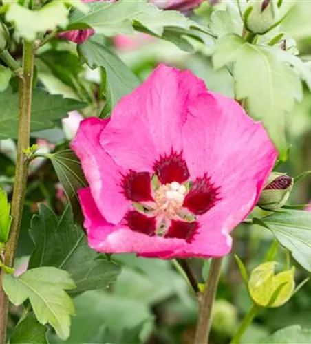 Hibiscus syriacus 'Woodbridge'