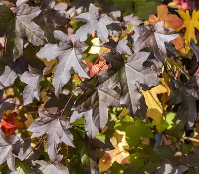 Liquidambar styraciflua Liquidambar styraciflua