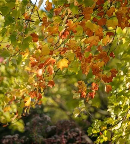 Liriodendron tulipifera Liriodendron tulipifera