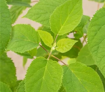 Hydrangea arbor.'Strong Annabelle' -R- Hydrangea arbor.'Strong Annabelle' -R-