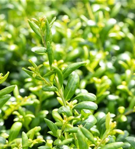 Ilex crenata 'Convexa'