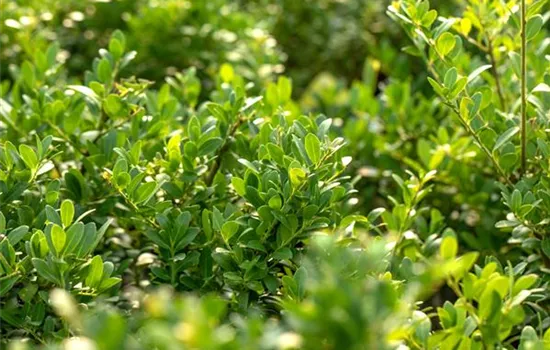 Ilex crenata 'Dark Green' -R- Ilex crenata 'Dark Green' -R-
