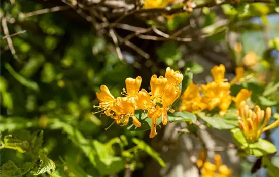 Lonicera tellmanniana