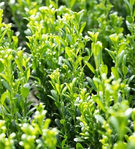 Ilex crenata 'Fastigiata'