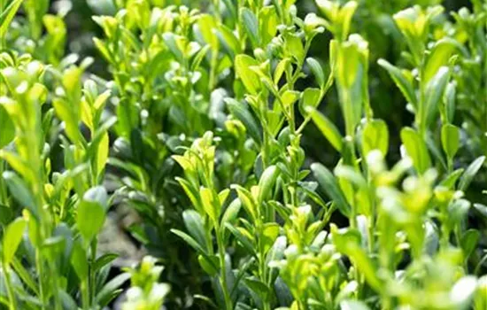 Ilex crenata 'Fastigiata' Ilex crenata 'Fastigiata'