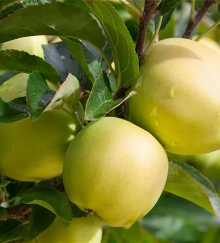 Malus 'Golden Delicious' zert.