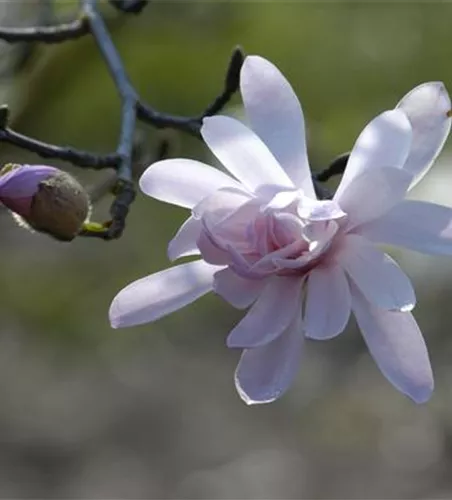 Magnolia stellata 'Rosea'