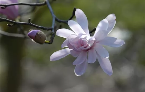 Magnolia stellata 'Rosea'