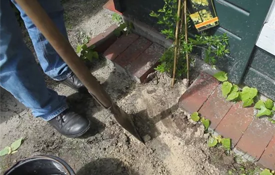 Winterjasmin – Einpflanzen im Garten