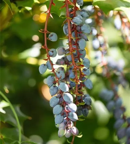 Mahonia aquifolium