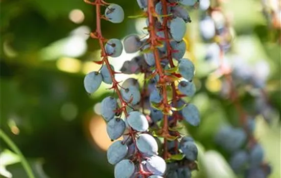 Mahonia aquifolium