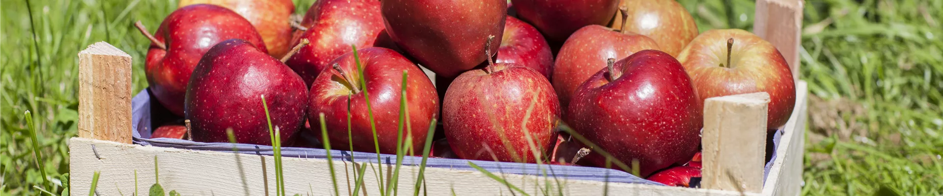 Malus domestica 'Red Prince®' Malus domestica 'Red Prince®'