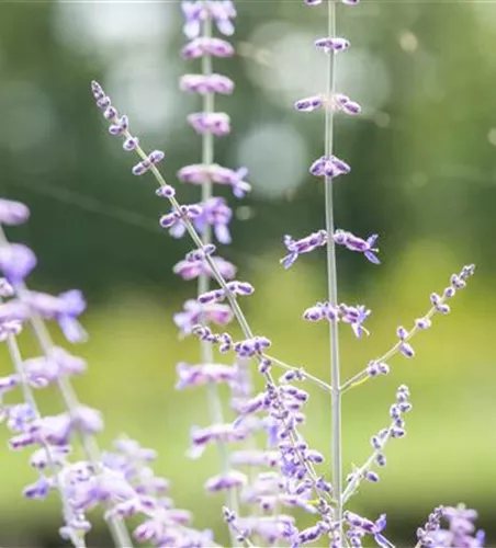 Perovskia atriplicifolia 'Blue Spire'