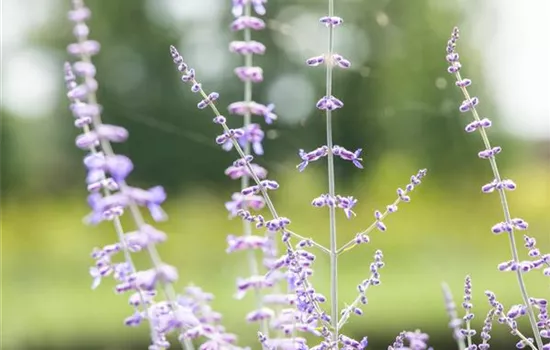 Perovskia atriplicifolia 'Blue Spire'