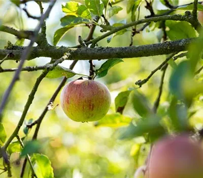 Malus 'Cox Orange Queen' zert. Malus 'Cox Orange Queen' zert.