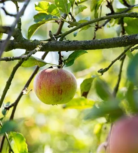 Malus 'Cox Orange Renette' CAC