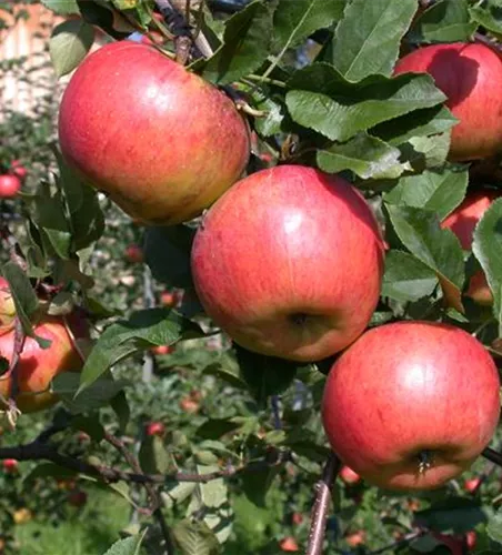 Malus 'Topaz' -S- CAC
