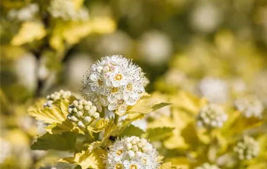 Physocarpus opulifolius 'Dart's Gold'