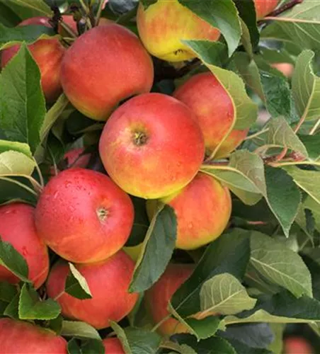 Malus 'Elstar' zert.