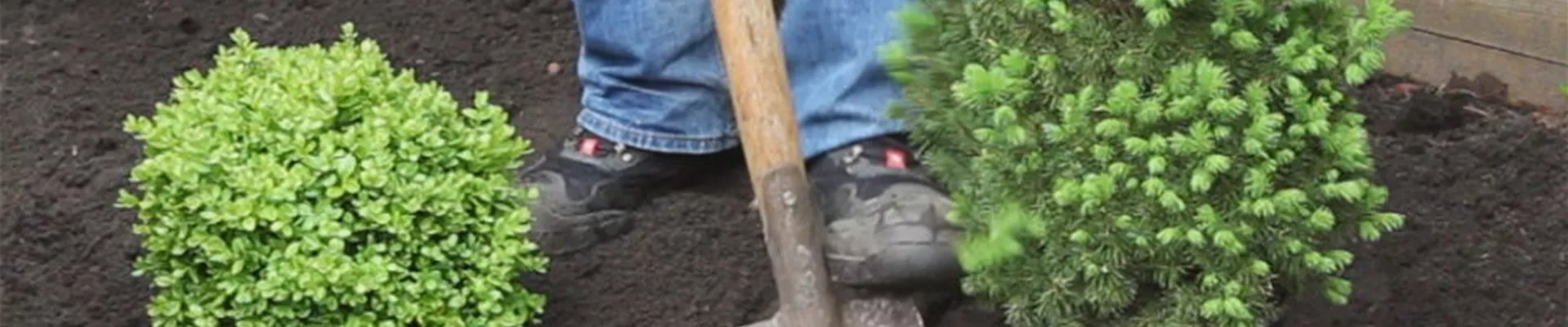 Zuckerhutfichte – Einpflanzen im Garten 1 Zuckerhutfichte – Einpflanzen im Garten 1