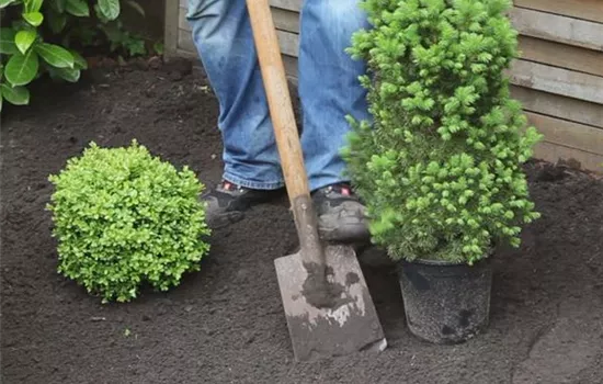 Zuckerhutfichte – Einpflanzen im Garten Zuckerhutfichte – Einpflanzen im Garten