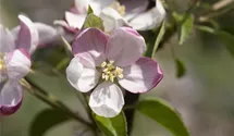 Apfel 'Ingrid Marie' mittel
