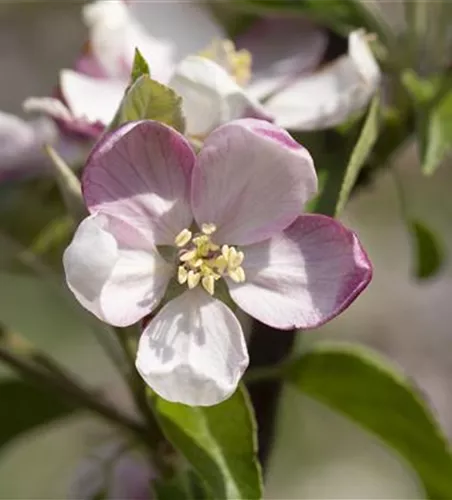 Malus 'Ingrid Marie' zert.