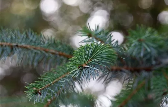 Picea omorika Picea omorika