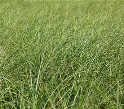 Miscanthus sinensis 'Gracillimus' Miscanthus sinensis 'Gracillimus'