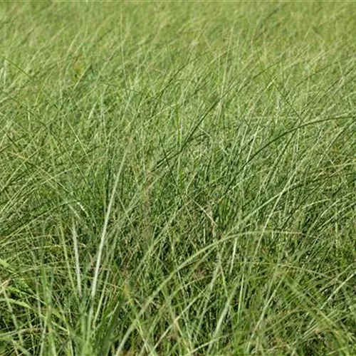 Miscanthus sinensis 'Gracillimus'