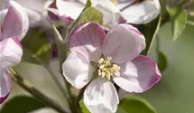 Apfel 'Ingrid Marie' mittel