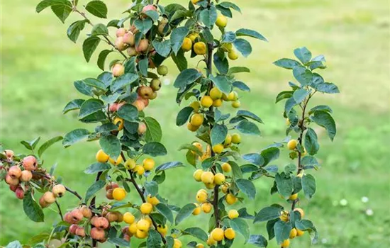 Malus 'Golden Hornet' Malus 'Golden Hornet'
