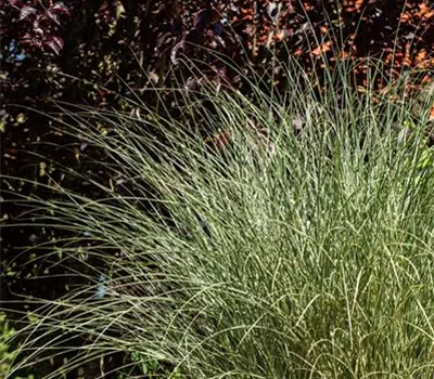 Miscanthus sinensis 'Morning Light' Miscanthus sinensis 'Morning Light'