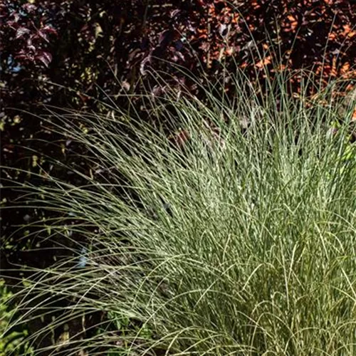 Miscanthus sinensis 'Morning Light'