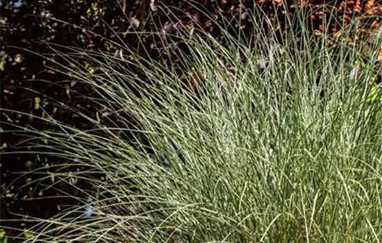 Miscanthus sinensis 'Morning Light' Miscanthus sinensis 'Morning Light'