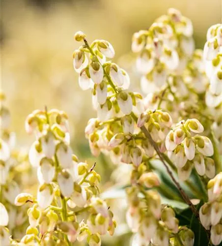 Pieris japonica 'Debutante'
