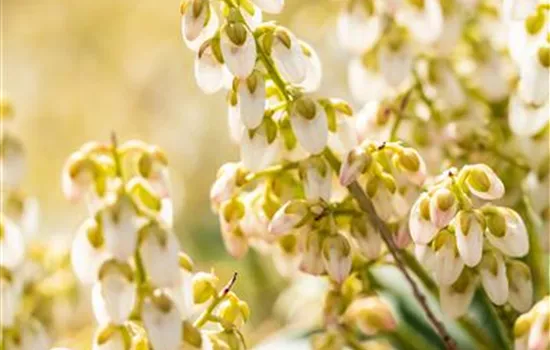 Pieris japonica 'Debutante'