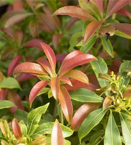 Pieris japonica 'Forest Flame'